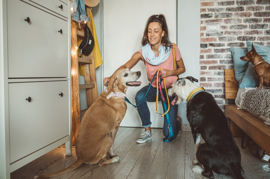 Dog Walking at work, photo 4