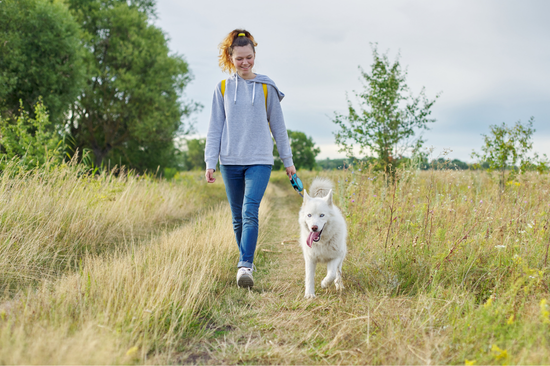 Dog Walking at work, photo 1