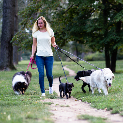 Dog Walking at work, photo 3