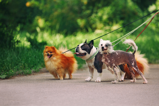 Dog Walking at work, photo 1